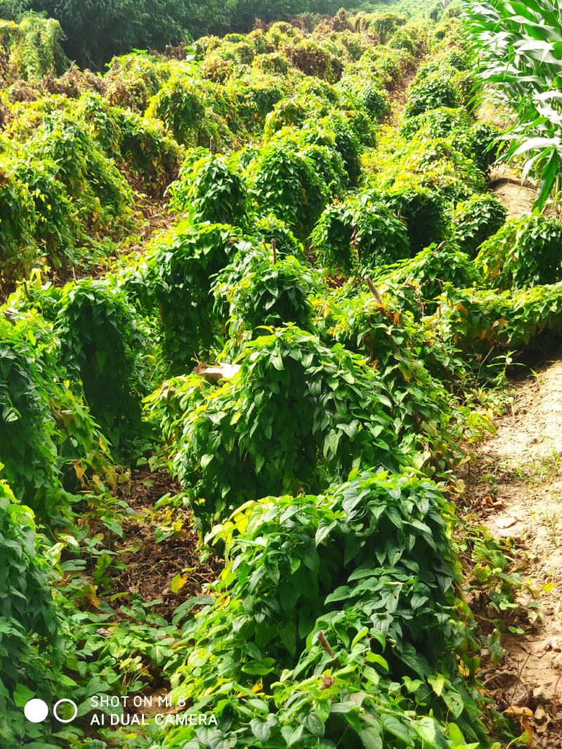 白玉山药种苗百亩基地一手货源自家种植