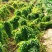 白玉山药种苗百亩基地一手货源自家种植