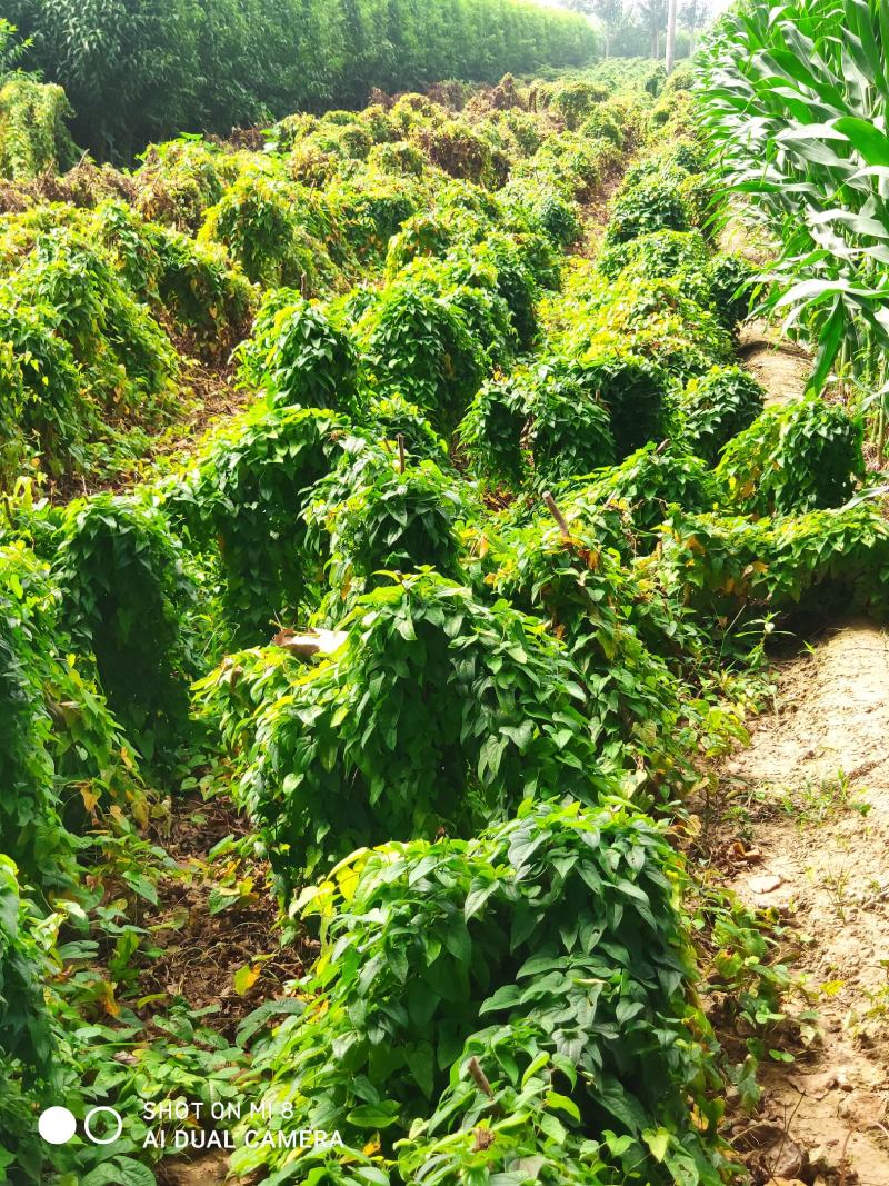 白玉山药种苗百亩基地一手货源自家种植