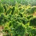 白玉山药种苗百亩基地一手货源自家种植