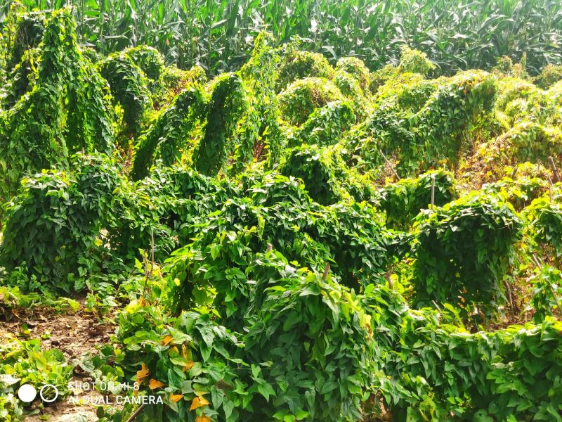 白玉山药种苗百亩基地一手货源自家种植