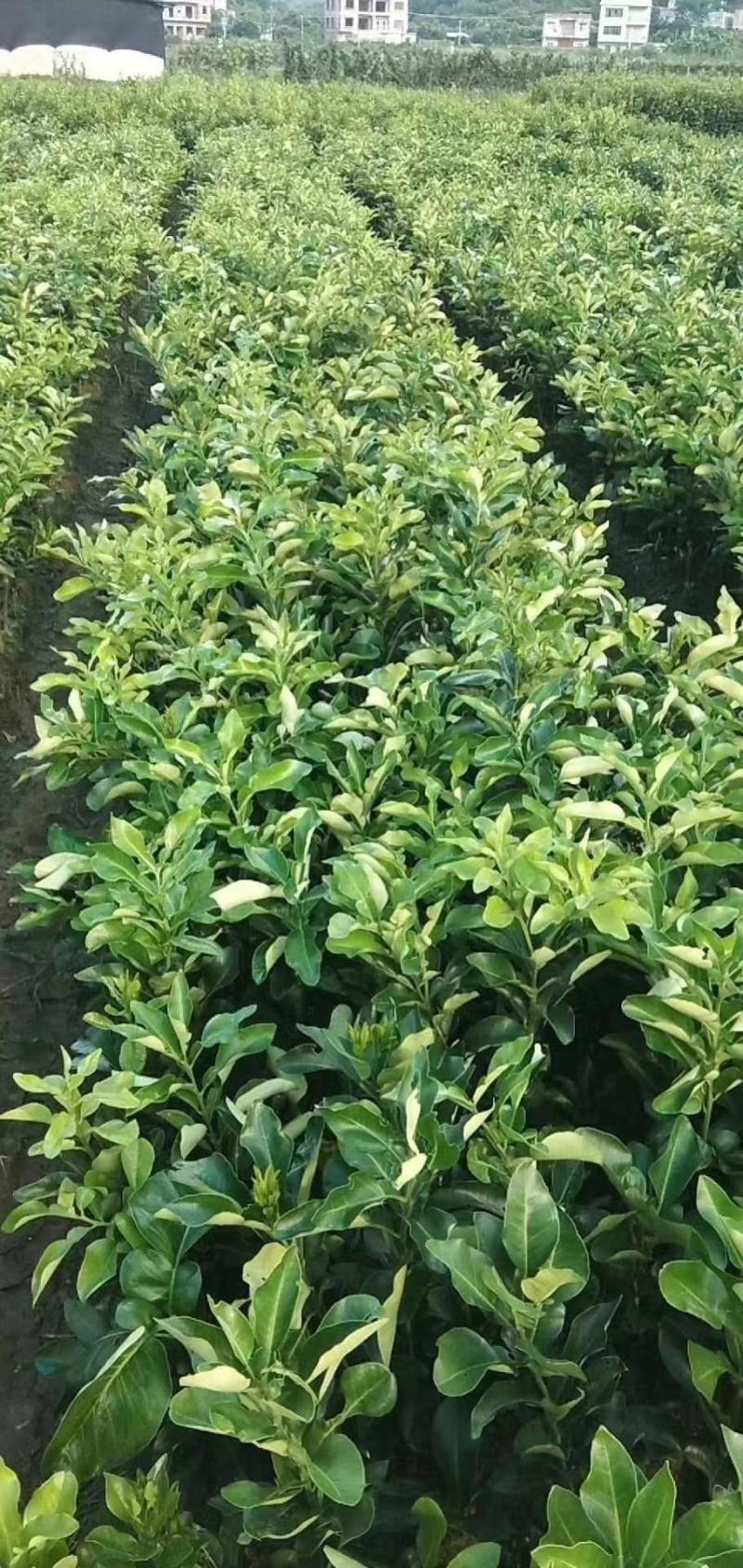 三红蜜柚子苗三红蜜柚正品嫁接苗，苗根粗壮，叶色靓丽