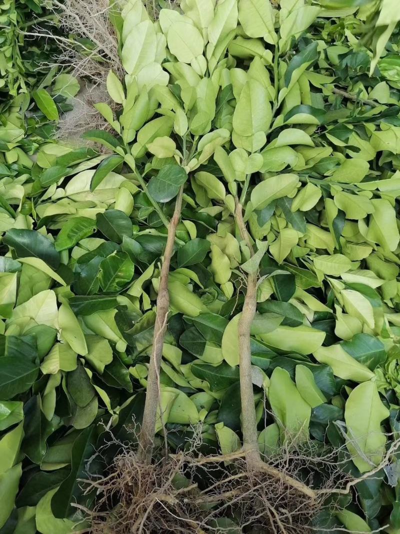 三红蜜柚子苗三红蜜柚正品嫁接苗，苗根粗壮，叶色靓丽