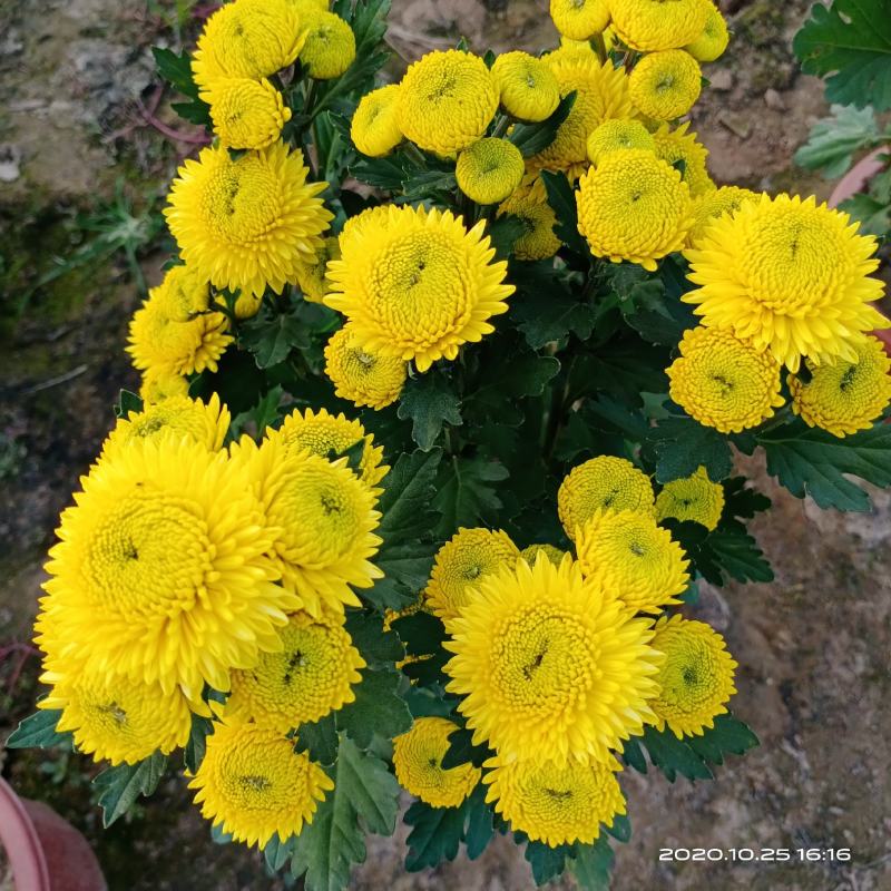 乒乓球菊观赏菊花晚菊