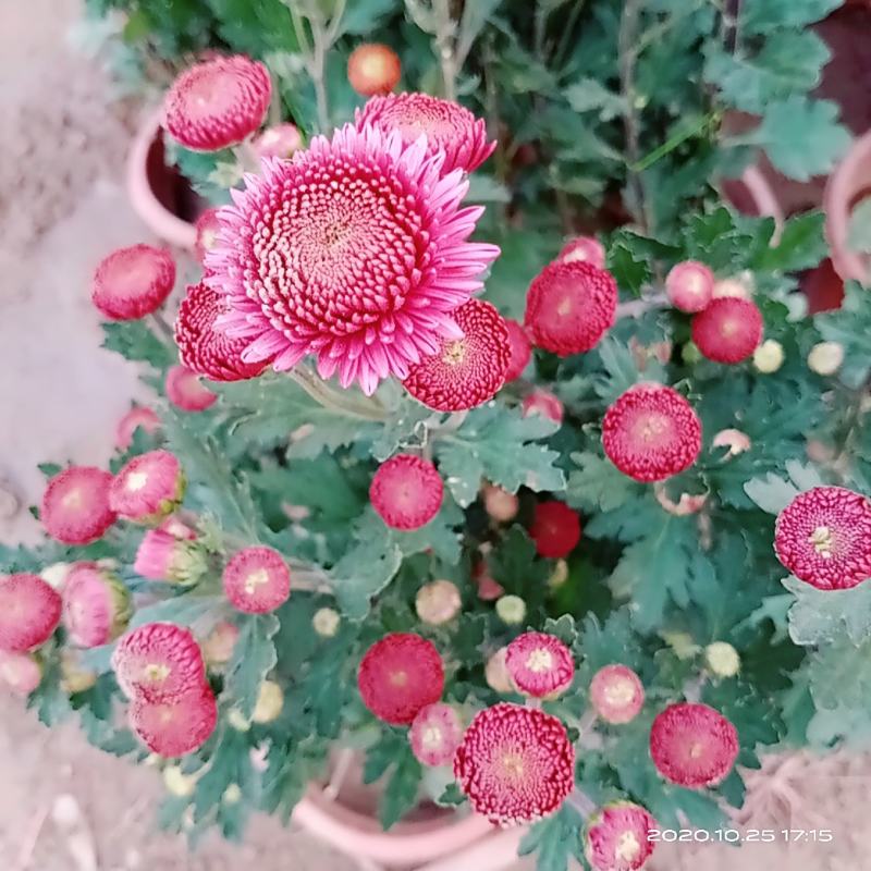 乒乓球菊观赏菊花晚菊