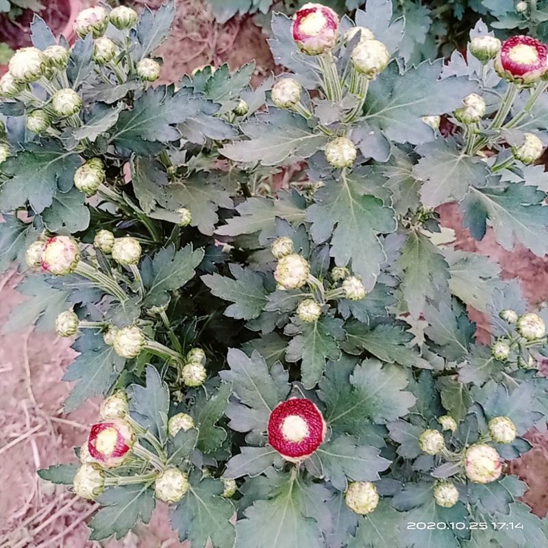 乒乓球菊观赏菊花晚菊