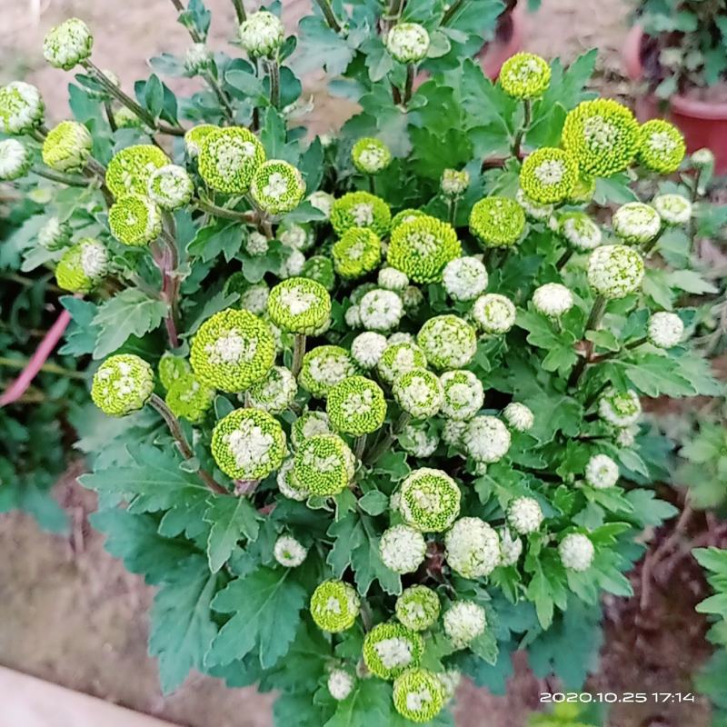乒乓球菊观赏菊花晚菊