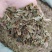 凤尾草产地直供支持线上交易可搭配多品种采购大货联系