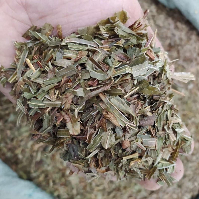 凤尾草产地直供支持线上交易可搭配多品种采购大货联系