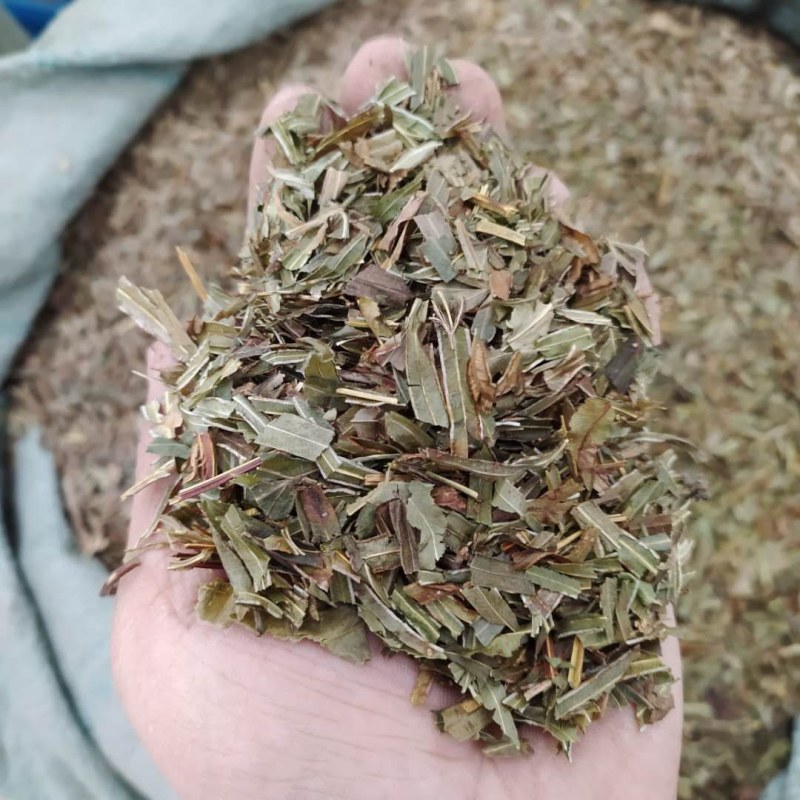 凤尾草产地直供支持线上交易可搭配多品种采购大货联系