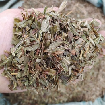 凤尾草产地直供支持线上交易可搭配多品种采购大货联系