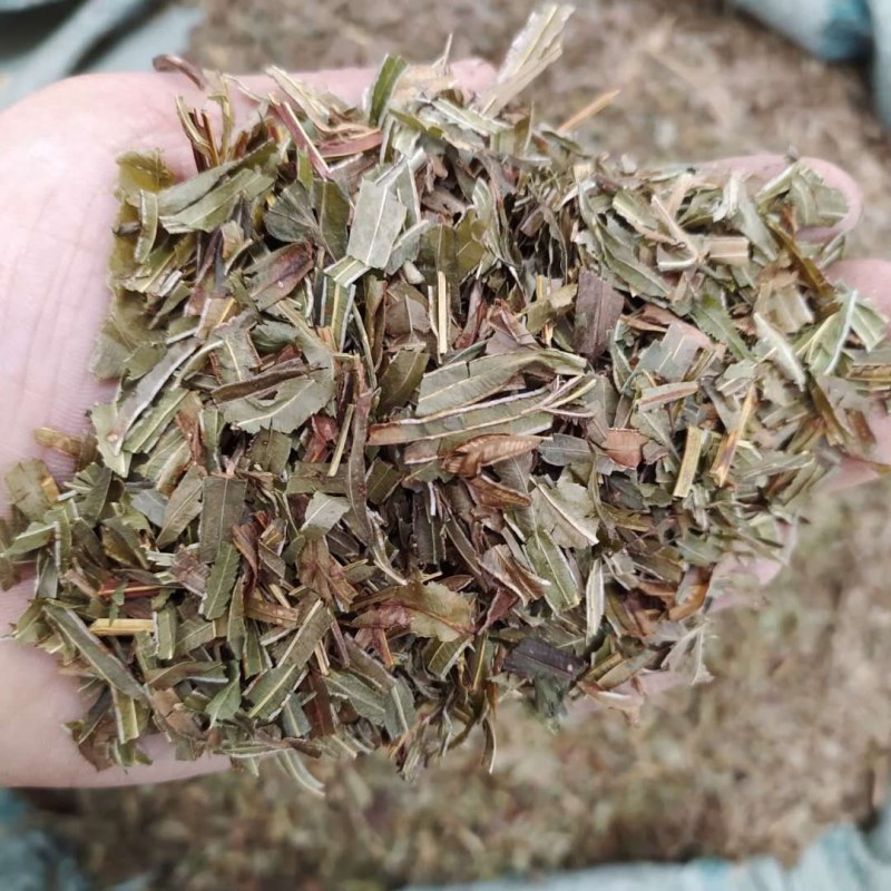 凤尾草产地直供支持线上交易可搭配多品种采购大货联系