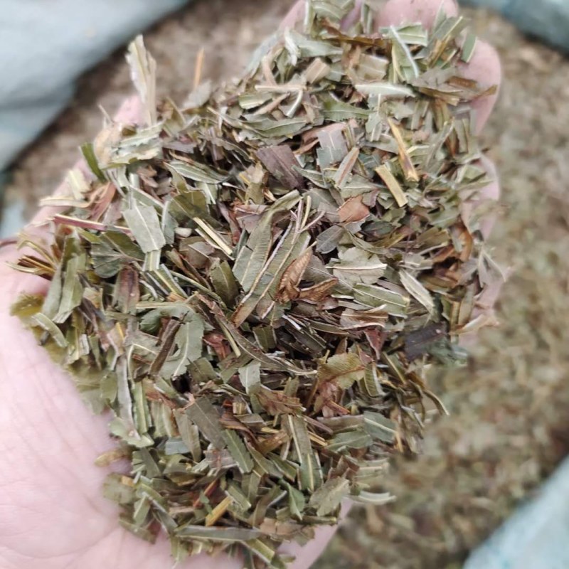 凤尾草产地直供支持线上交易可搭配多品种采购大货联系