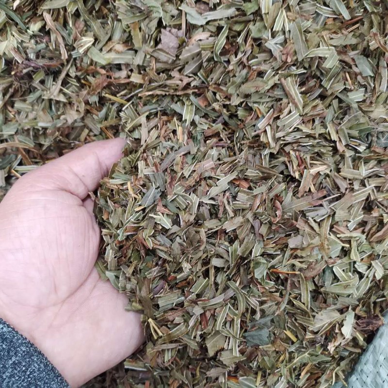 凤尾草产地直供支持线上交易可搭配多品种采购大货联系