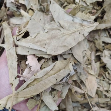 橘叶支持线上交易可搭配多品种采购大货联系客服