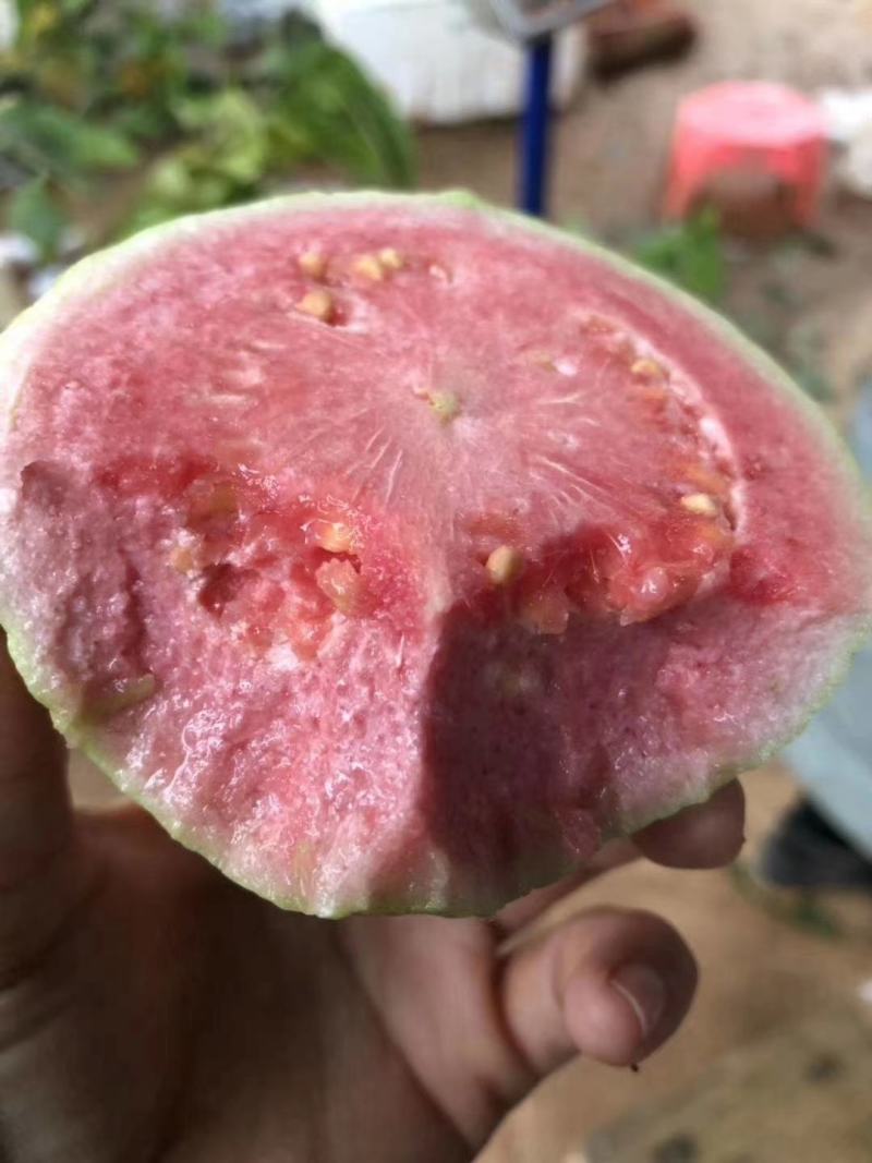 红宝石少籽芭乐苗西瓜芭乐红宝石少籽番石榴