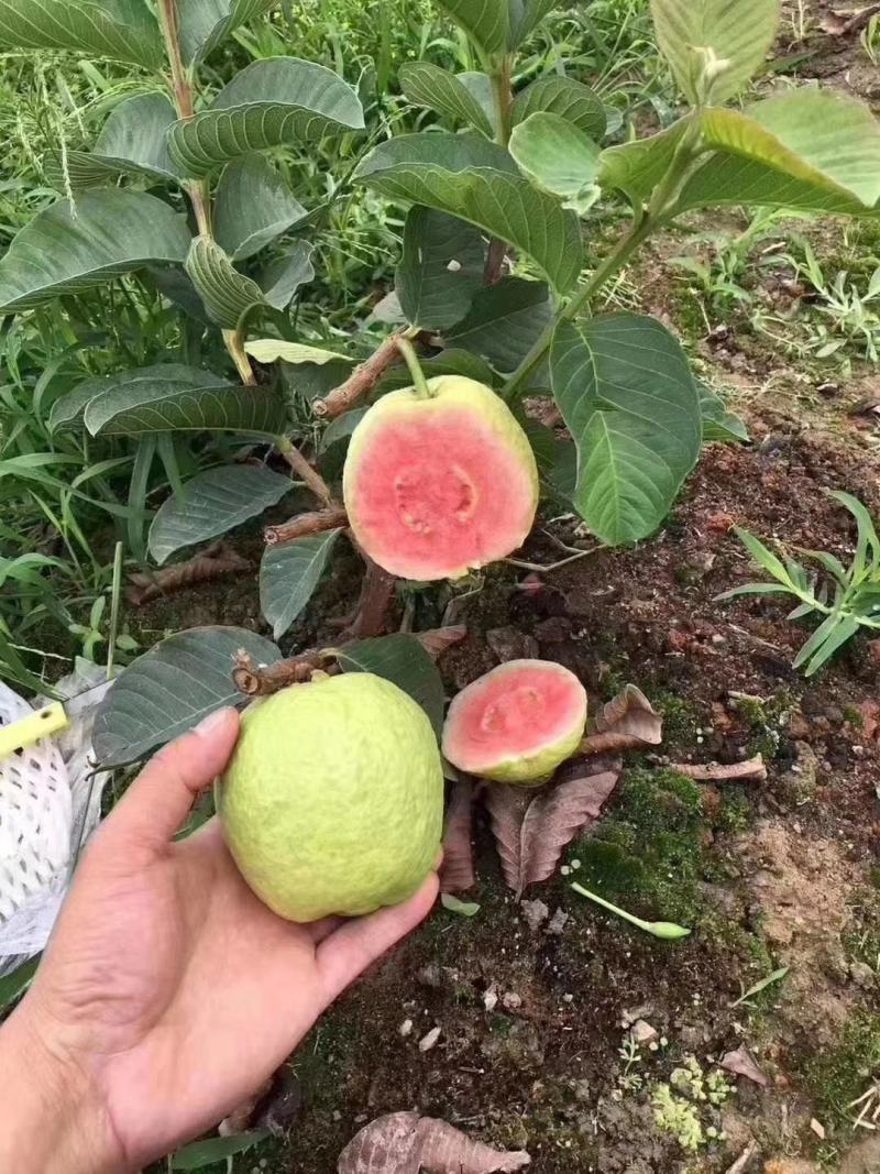 红宝石少籽芭乐苗西瓜芭乐红宝石少籽番石榴