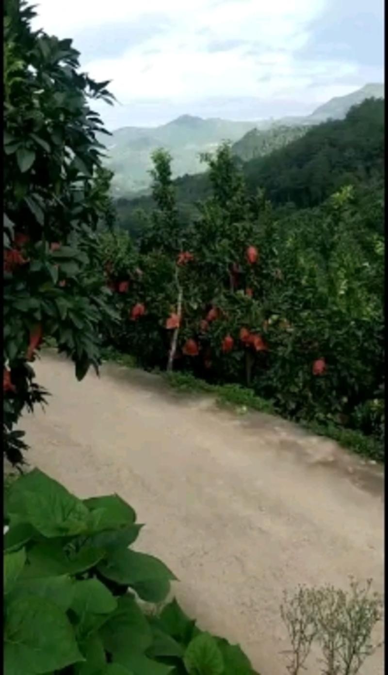 （优选网红款）（平和县琯溪密柚）精品红心柚大量供应30年