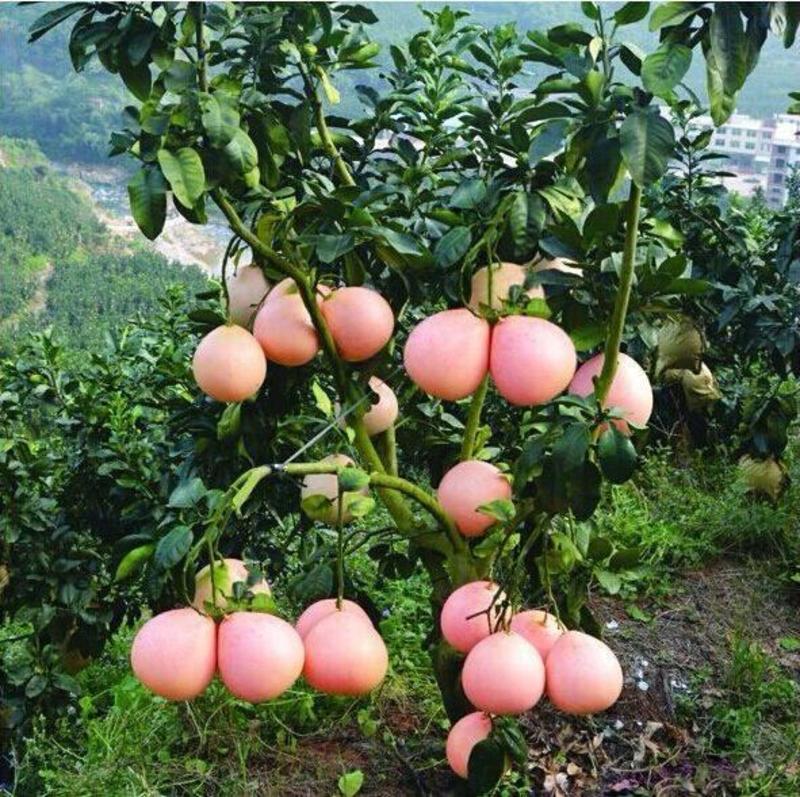 （优选网红款）（平和县琯溪密柚）精品红心柚大量供应30年