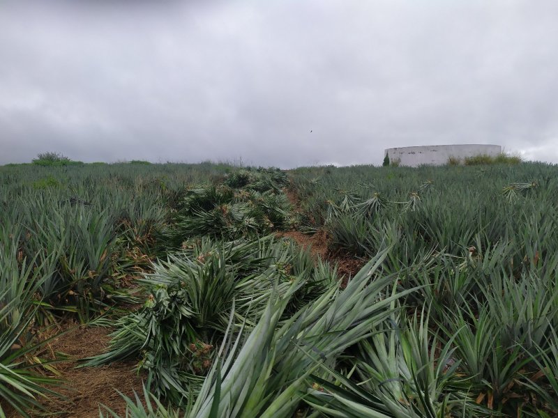 海南台湾凤梨海南种植苗长度30至50多公分4号手撕凤梨苗