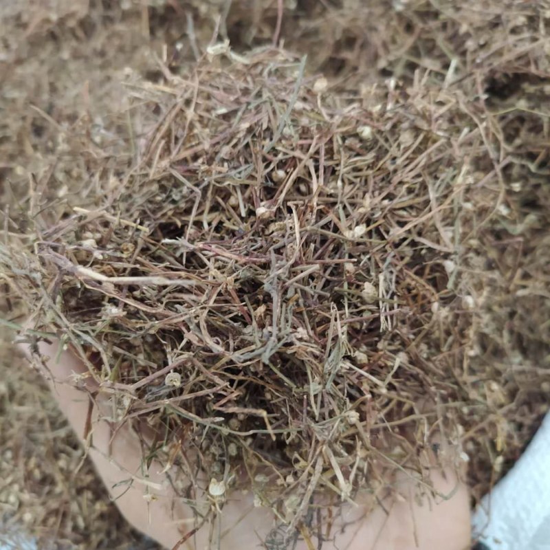 白花蛇舌草产地直供可搭配多品种采购大货联系客服