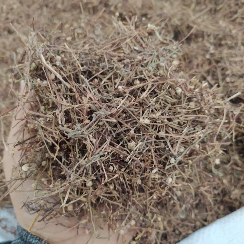 白花蛇舌草产地直供可搭配多品种采购大货联系客服