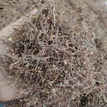 白花蛇舌草产地直供可搭配多品种采购大货联系客服
