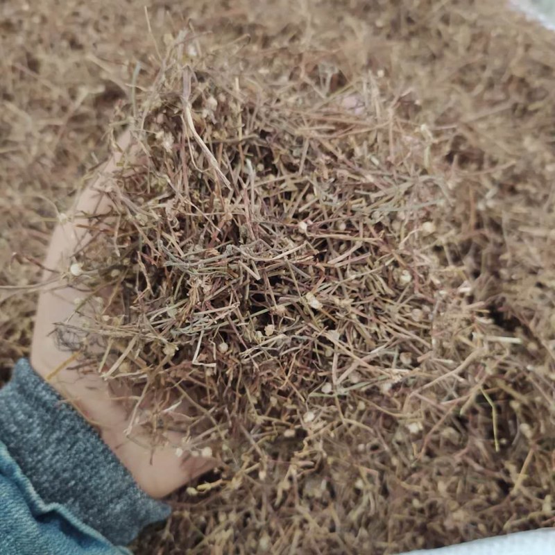 白花蛇舌草产地直供可搭配多品种采购大货联系客服
