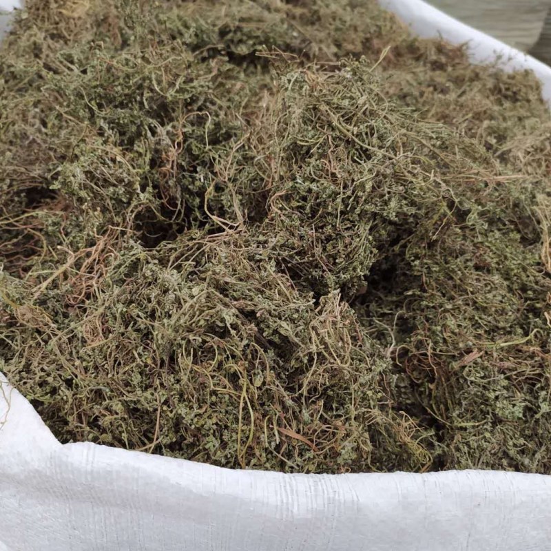 鹅不食草产地直供可搭配多品种采购大货联系客服