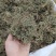 鹅不食草产地直供可搭配多品种采购大货联系客服