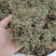 鹅不食草产地直供可搭配多品种采购大货联系客服