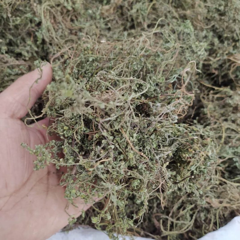 鹅不食草产地直供可搭配多品种采购大货联系客服