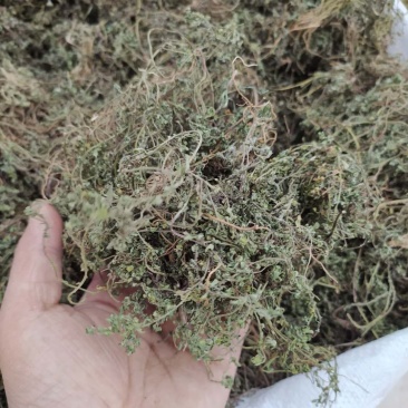 鹅不食草产地直供可搭配多品种采购大货联系客服