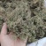 鹅不食草产地直供可搭配多品种采购大货联系客服