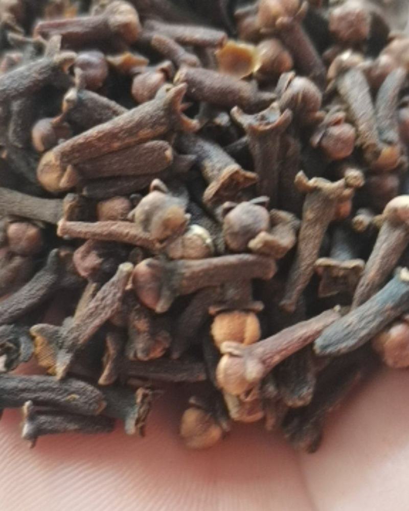 大红丁香，小丁香，大量供应，批零兼营，价格美丽，质量优。