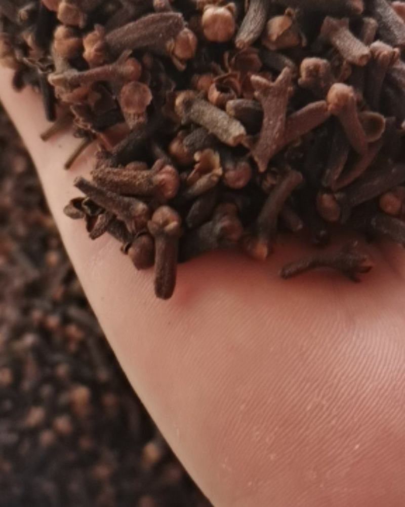 大红丁香，小丁香，大量供应，批零兼营，价格美丽，质量优。