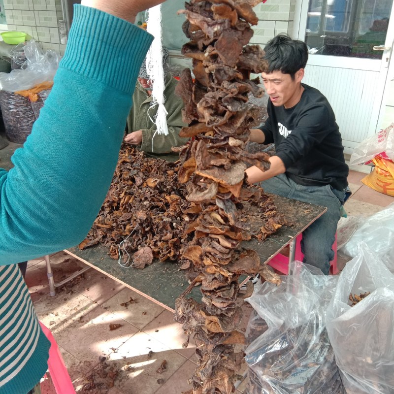 松蘑串（土信，粘蘑，松树蛾子，粘团子，蛾子）松蘑干