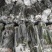 无刺蔷薇杆青杆适用于嫁接月季玫瑰基地直发
