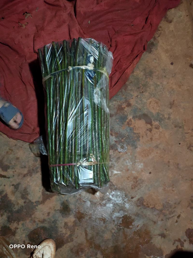 无刺蔷薇杆青杆适用于嫁接月季玫瑰基地直发