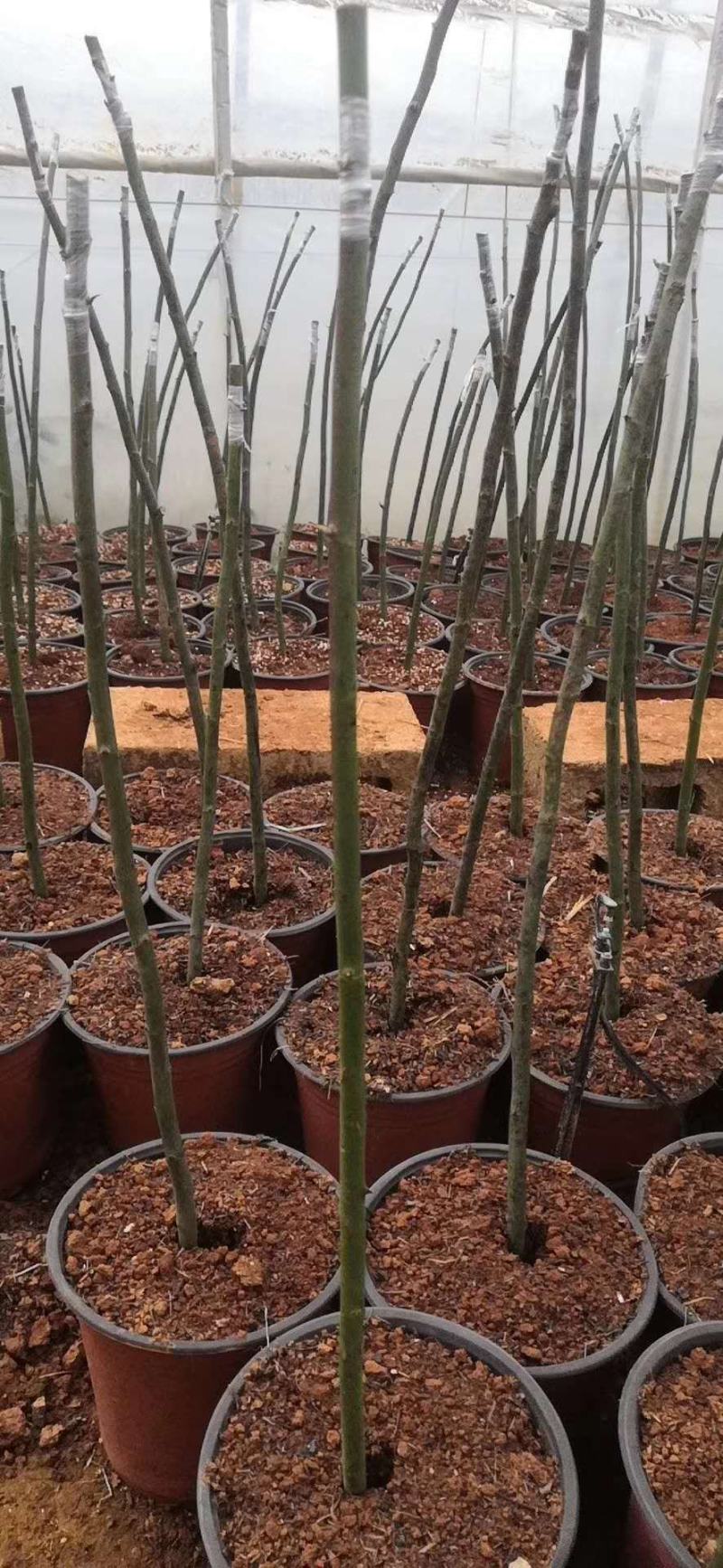 无刺蔷薇杆青杆适用于嫁接月季玫瑰基地直发