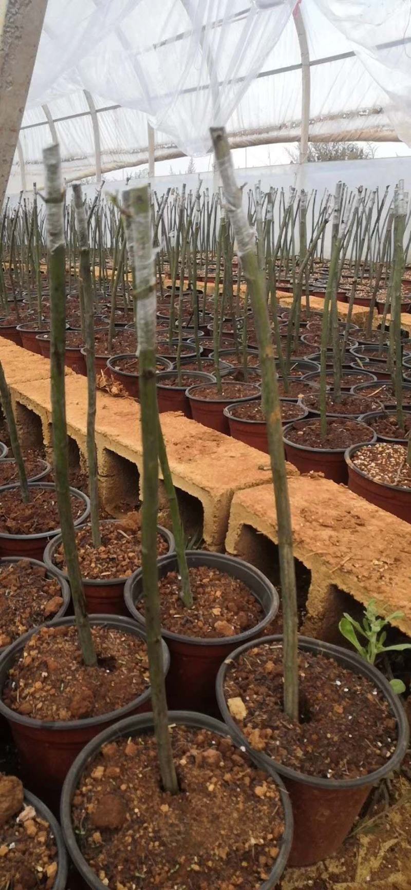 无刺蔷薇杆青杆适用于嫁接月季玫瑰基地直发