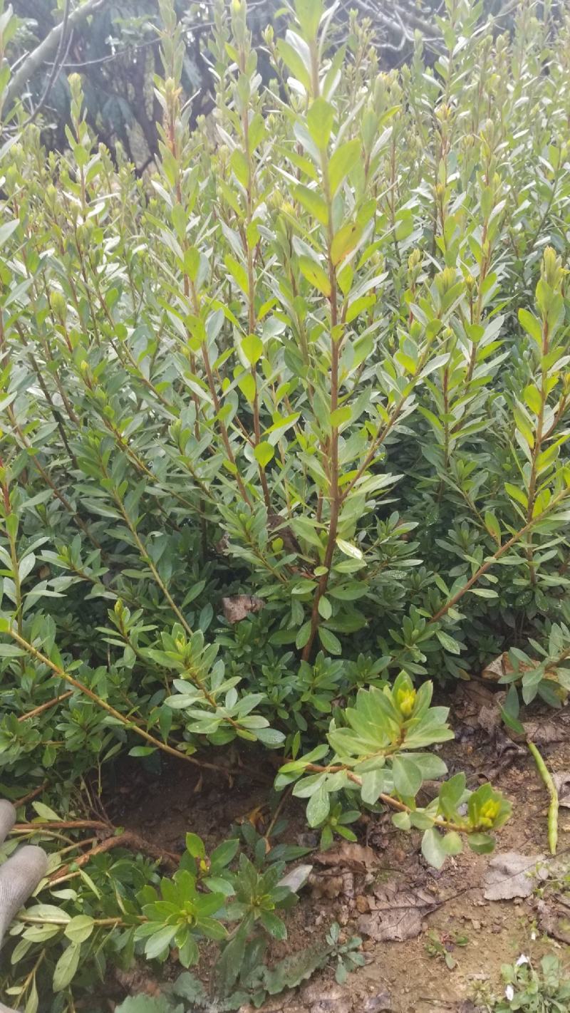 石岩杜鹃一手货源各种规格量大从优