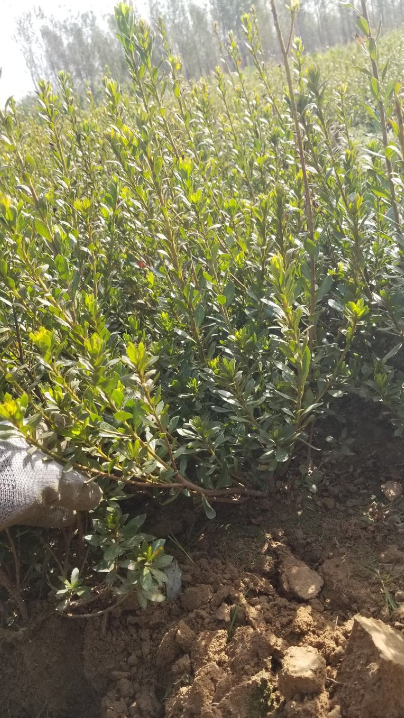 石岩杜鹃一手货源各种规格量大从优