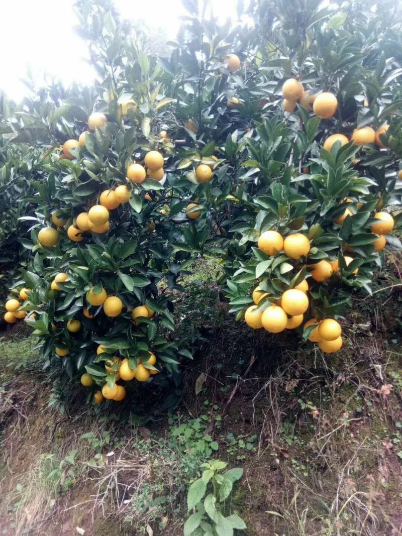 冰糖橙黔阳冰糖橙产地直销大量有货果面干净