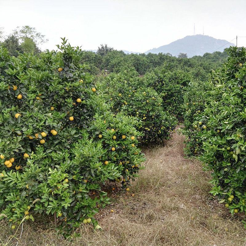 冰糖橙黔阳冰糖橙产地直销大量有货果面干净
