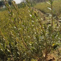 石岩杜鹃一手货源各种规格量大从优