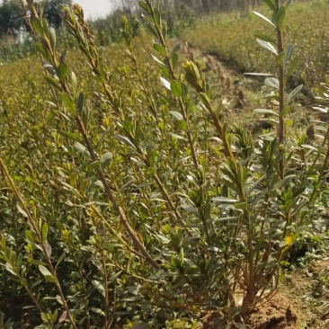 石岩杜鹃一手货源各种规格量大从优