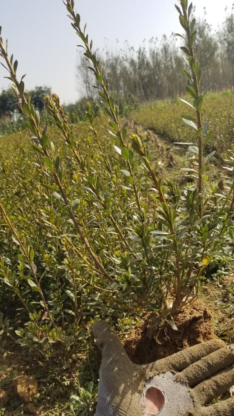 石岩杜鹃一手货源各种规格量大从优
