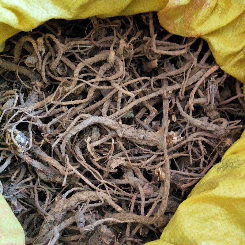 前胡干货大山采挖自然生长前胡根紫花前胡