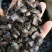 九香虫、琵琶虫、打屁虫、臭屁虫、正宗产地货货，假一赔十